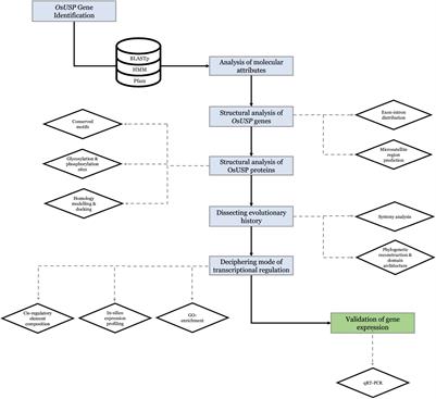 Comprehensive in silico Characterization of Universal Stress Proteins in Rice (Oryza sativa L.) With Insight Into Their Stress-Specific Transcriptional Modulation